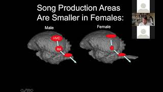 Evolution of Bird Brains  -- Prof. Timothy DeVoogd, Psychology \u0026 Field of Neurobiology and Behavior