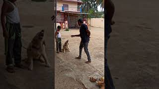 Golden retriever | guarding his owner son | #goldenrettriwer #obedient #dog