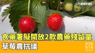 食藥署擬開放2款農藥殘留量　草莓農抗議｜華視新聞 20230504