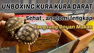 Unboxing Kura Kura Baby Sulcata \u0026 Cara Penanganannya