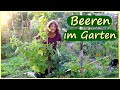 Beeren pflanzen │ Beeren im Garten