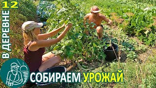 🍅 Уборка урожая: фасоль, дыня, картофель, кабачки, кукуруза 🏡 Жизнь Гордеевых в деревне - Влог 12