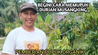 Percobaan pupuk organik ke durian musangking || begini penjelasannya