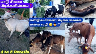 🐄 மாடு சினை பிடிக்கவில்லையா❓️🤔🐮 எளிதில் சினை பிடிக்க வைக்க என்ன வழி🐮⁉️🐂 A to Z Details👌#cows #cow