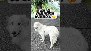 Why are Great Pyrenees so stubborn? 🙄 #greatpyrenees #dog #shorts