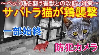 サバトラ猫がニワトリを襲撃～防犯カメラ映像、ペット鶏に飛び掛かる害獣ネコの一部始終と対策～