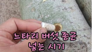 느타리버섯 종균 넣는 시기