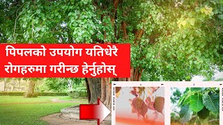 कुन रोगमा कसरी प्रयोग गर्ने पिपल हेर्नुहोस् सजिलो उपाय | Benefits Of Ficus religiosa (Pipal)