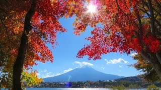 Autumn Leaves in Fuji-kawaguchiko (Yamanashi Pref./Japan)