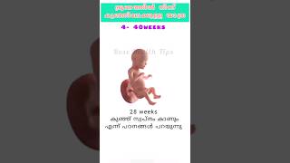 ഭ്രൂണത്തിൽ നിന്ന് കുഞ്ഞിലേക്ക് ഉള്ള യാത്ര| Pregnancy week by week #pregnancy#trendingshorts#viral