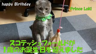 【猫の誕生日】スコテッシュフォールドが１歳のお誕生日を迎えました♪Scottish Fold celebrates his first birthday