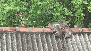 குரங்கு கூட்டம் #@entertainment5480 #video #monkey