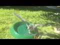 Peregrine Falcon Kintail Birds of Prey Argyll Falconry Experiences