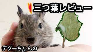 【デグー】初体験！三つ葉を食べてみた！【葉っぱレビュー】