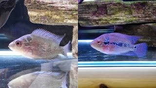 Flowerhorn Stress Colors Explained