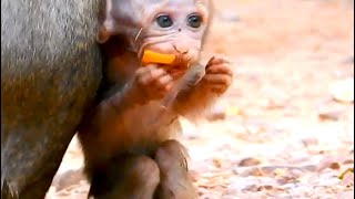 マンゴーが食べたいんだ！赤ちゃん猿 / I want to eat mango! Poor baby monkey / monpai monyet baby monkey サル 猿