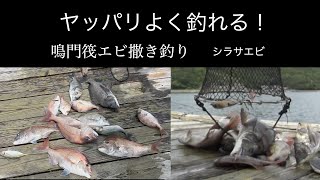 こんなに釣れる鳴門筏エビ撒き釣り