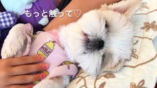 【シーズー×ペキニーズ】大好きなお外で家族でまったり♪～幸せわんこの風景～｜犬vlog