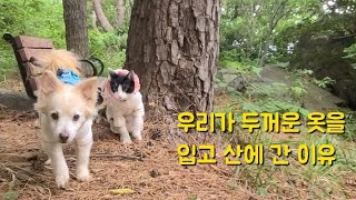 쩡남매의299번째 이야기~산의 아이들이 걱정이네요