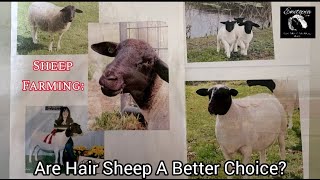 Sheep Farming: Are Hair Sheep A Better Choice?