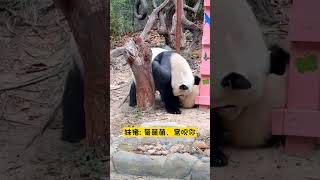 萌萌钻进椅子里把妹猪叼出来: 你以为钻在我就抓不到你了。妹猪咬着萌萌的脸:菊萌萌，窝咬你。看萌萌花式带娃😂大熊猫妹猪 大熊猫萌萌 熊猫幼崽 长隆大熊猫萌萌花式带娃 长隆野生动物园