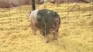 What do you look for when selecting a show pig?