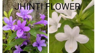 JHINTI, DECEMBER FLOWER,BARLERIA crista,how to GROW and CARE.ENGLISH SUBTITLE add