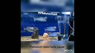 yunus nasıl kafa yapar  yunusumun kafası nasıl daha güzel olur  kafalı Yunus nasıl olur