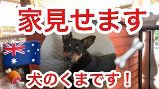 オーストラリアの牧羊犬(ケルピー犬)くまの家を見せます！#ケルピー#ハウスツアー#シドニー