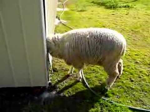 Sheep Butts Shed Youtube