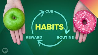 How Habits Can Change Your Life (and Your Brain)