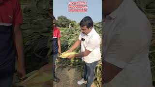 मुरघास बनविण्यासाठी मका कशी असावी #shortsvideo #shorts #viralvideo #viral #silage #मुरघास #डेअरी