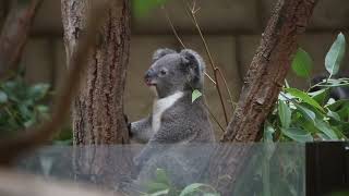 食事中のもなか　耳がパタパタ　東山動植物園のコアラ