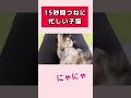 【子猫】人間の膝の上で… shorts 保護猫