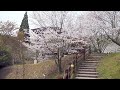 桜の花満開〜市来観音ヶ池「市民の森」☆鹿児島県いちき串木野市♪