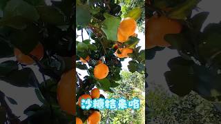 砂糖桔来咯 #农村生活 #田园生活 #广西 #种田 #砂糖桔 #village #farming #orange