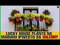 MGA HALAMANG MAINAM ILAGAY SA INYONG BALCONY | Best Houseplants for Window and Balcony | Bhes Tv