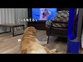 今時の犬は兄弟の近況をyoutubeで確認するそうな。ゴールデンレトリバーベンツ。