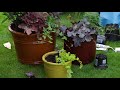 how to plant winter container gardens