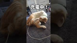 猫を充電してみた#shorts #保護猫 #猫のいる暮らし