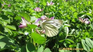 ゲンゲ（レンゲソウ）の花の蜜を吸うスジグロシロチョウ