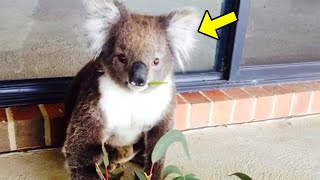 Man Spots Wild Koala on His Porch, But What Happens Next Will Touch Your Heart!