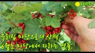 [오스트리아일상] 우리집 마당으로의 산책, 마당에서 자라는 모든 것들