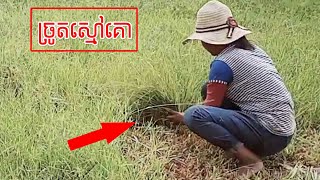 ច្រូតស្មៅឲ្យគោស៊ី