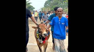 মাত্র ৮৫ হাজার টাকায় সুন্দর একটি সুঠাম দেহের গরু বিক্রি হয়ে গেল | দিয়াবাড়ি হাট ২০২৫