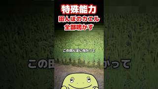 【特技】今からこの田んぼにいるアマガエル全部鳴かせます