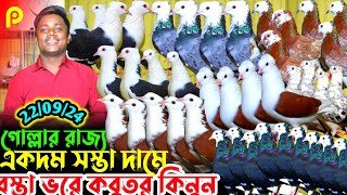 সস্তা দামে বস্তা ভরে কবুতর কিনুন || কালারিং রাজ-গোল্লা কবুতরের রাজ্য || কম দামে কবুতর বিক্রি হবে