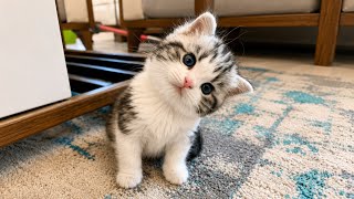 5 Minutes of Cute Kittens That Will Melt Your Heart 🐱🐾