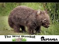 Couple of Wombats in the Wild up at Cradle Mountain Tasmania Australia under 2 mins MA14+ Only