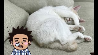 【池崎猫動画】天下無双のキュートねこ！ふうらい絵巻~其の参~